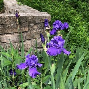 Meet your Posher, Liv